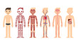 Stylized male body anatomy chart: skeletal, muscular, circulatory, nervous and digestive systems. Flat cartoon style.