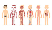 Stylized Male Body Anatomy Chart: Skeletal, Muscular, Circulatory, Nervous And Digestive Systems. Flat Cartoon Style.
