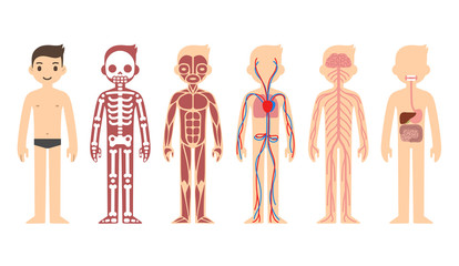 stylized male body anatomy chart: skeletal, muscular, circulatory, nervous and digestive systems. fl
