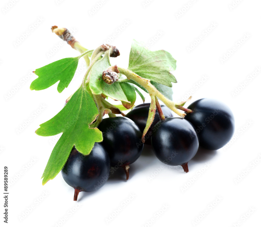 Wild black currant with green leaves isolated on white