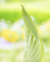 Fototapete - Fresh green leaf with drops close-up