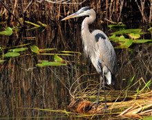 Great Blue / The Great Blue Heron In Florida