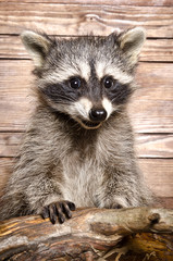 Wall Mural - portrait of a raccoon