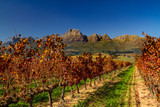 Fototapeta Boho - Stellenbosh Vineyards in Autumn