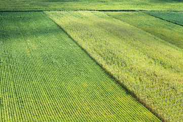 Wall Mural - soybeans and field corn