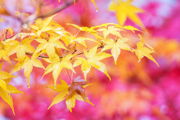 Wall Mural - yellow maple leaf in autumn season