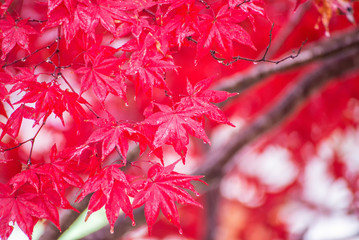 Wall Mural - red maple leaf in autumn season