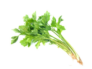 Fresh coriander or cilantro herb isolated on white background