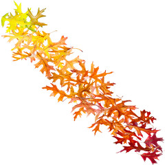 Wall Mural - falling autumn leaves isolated on white background
