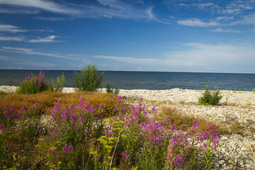 Wall Mural - Baltic Sea in summer . beautiful scenery