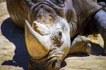 Rinoceronte de Sumatra descansando