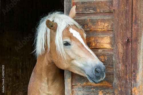 Naklejka na szybę Haflinger an Stalltür