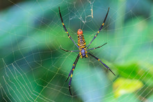 Large Tropical Spider - Nephila (golden Orb)