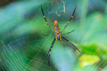 Large tropical spider - nephila (golden orb)