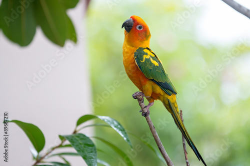 Fototapeta na wymiar Colorful yellow parrot, Sun Conure (Aratinga solstitialis), stan