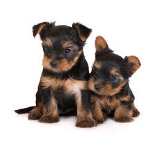 Two Adorable Yorkshire Terrier Puppies