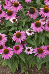 Wall Mural - Echinacea - PowWow - Wild Berry