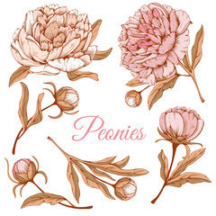 Wall Mural - Luxurious peonies