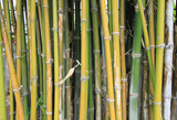 Fototapeta Sypialnia - Bamboo sprouts