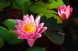 Pink waterlily in the pond.