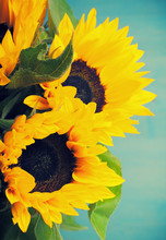 Beautiful Sunflowers Bouquet In White Vase
