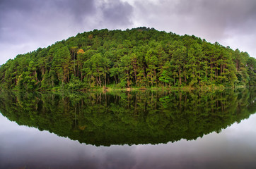 Wall Mural - pang ung , reflection of pine tree in a lake , meahongson , thai