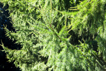 Canvas Print - green twigs of larch tree in forest