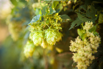  hop cones on a stalk shallow depth of field