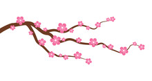 Peach Or Cherry Blossom Tree Branch With Flowers Flat Vector Graphic