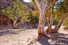 Gum Trees In A Creek. Flinders Ranges South Australia.