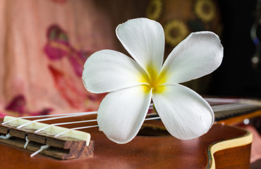 Wall Mural - white flower plumeria or frangipani easily put on brown ukulele in vintage feeling background