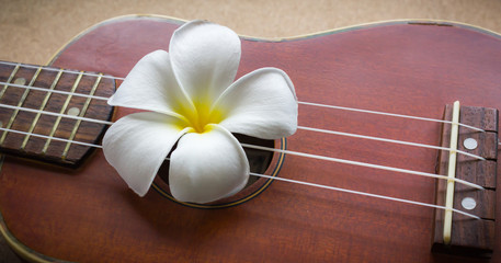Wall Mural - white flower plumeria or frangipani easily put on brown ukulele in vintage feeling background