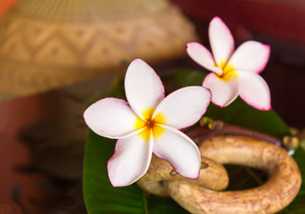 Wall Mural - beautiful pink white flower plumeria or frangipani with green leaf and boutique vintage style decora