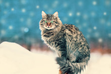 Siberian Cat Siting Outdoors In Winter At Snowfall