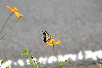 Swallowtail butterfly