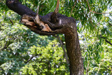Fototapeta  - Tree branch be similar to dragon...