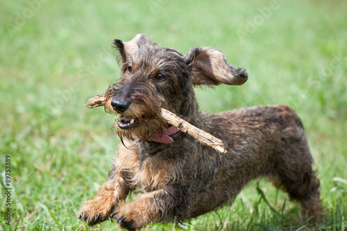 Naklejka na szybę Cane bassotto che salta con legnetto in bocca