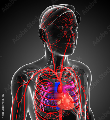 Fototapeta na wymiar Male arterial system