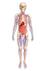 Male skeletal, digestive and circulatory system