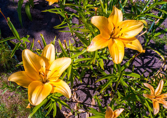 yellow Lillies in green summer garden