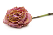 Decaying Pink Rose On White Isolated Background