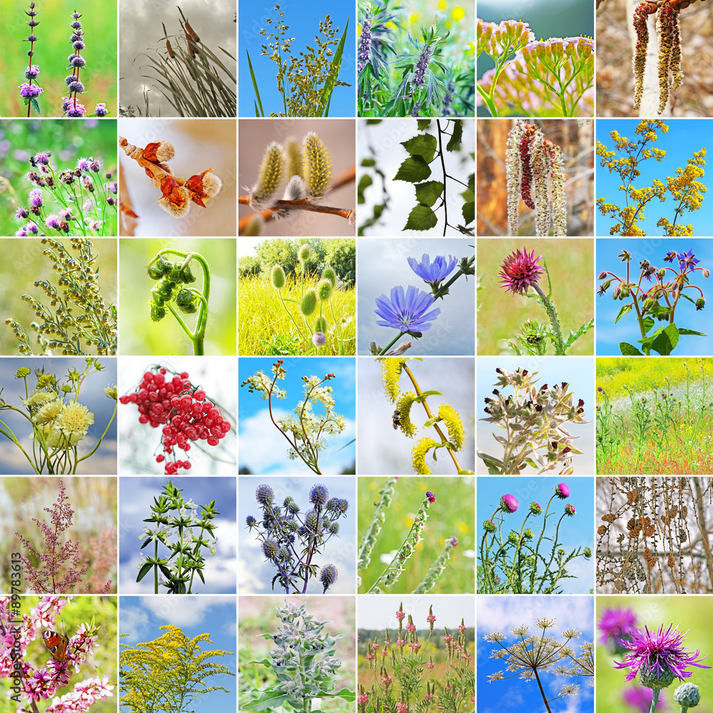 Цветочки для коллажа. Растения коллаж. Коллаж из лекарственных растений. Растение коллаж. Лекарственные растения коллаж.