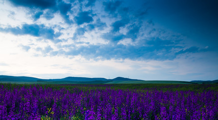 Wall Mural - purple flower field in the night.