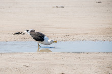 A Seagull Drinking From A Puddle