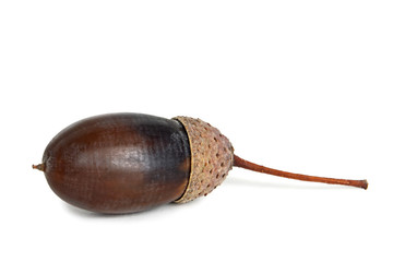 Wall Mural - Brown acorn isolated on white background