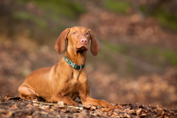 Sticker - Purebred vizsla dog