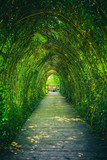 Fototapeta Dziecięca - Ivy covered rack becomes a beautiful tunnel