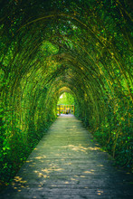 Ivy Covered Rack Becomes A Beautiful Tunnel