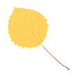 yellow aspen leaf