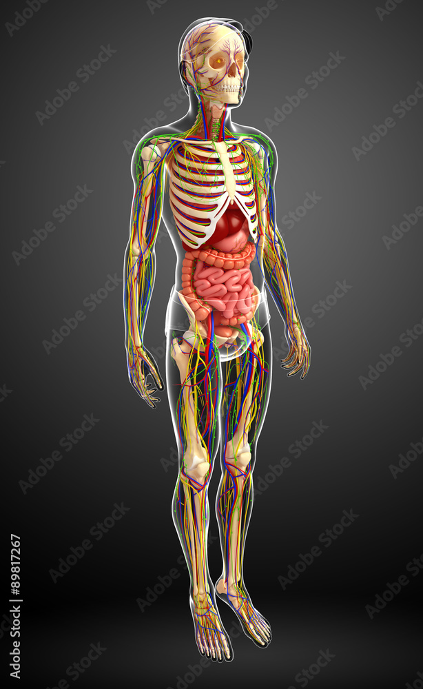 Lymphatic, skeletal, nervous and circulatory system of male anat Stock ...